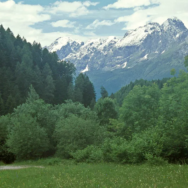 Meadow and forest near Passo Duran, with the snow-dusted peaks of the Belluno Dolomites behind