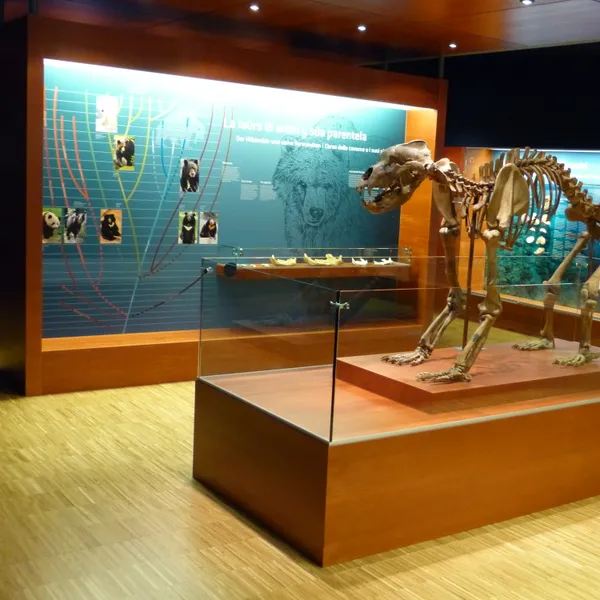 A room in the Museum Ladin Ursus ladinicus, with a cave bear skeleton in a display case